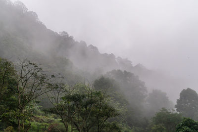 Scenic view of trees on mountain against sky