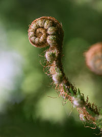 Close-up of snail on plant