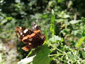 Close-up of butterfly on plant