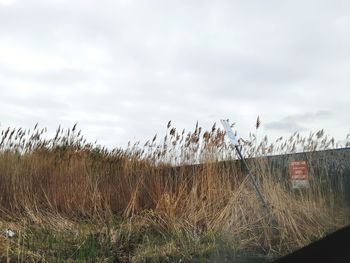 Plants growing on land against sky