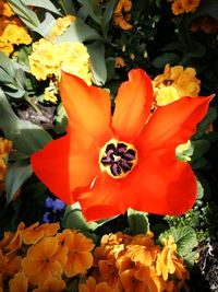 Close-up of orange flowers blooming outdoors