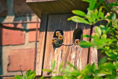 Close-up of young sparrows nesting in birdshouse