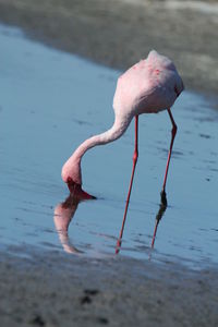 Bird drinking water in lake