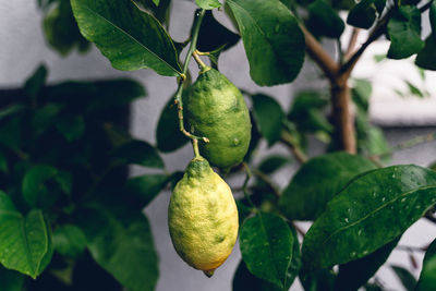 Low angle view of fruit growing on tree