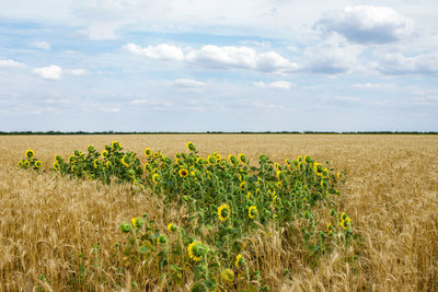 Scenic view of field against sky