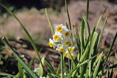 Close-up of yellow flowering plant on field