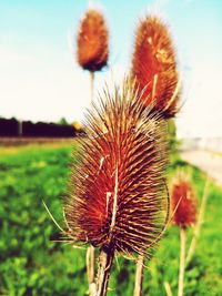 Close-up of dandelion on field against sky