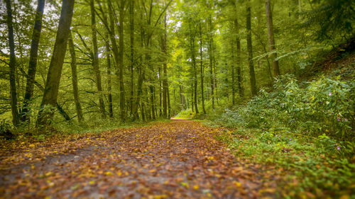 Road passing through forest