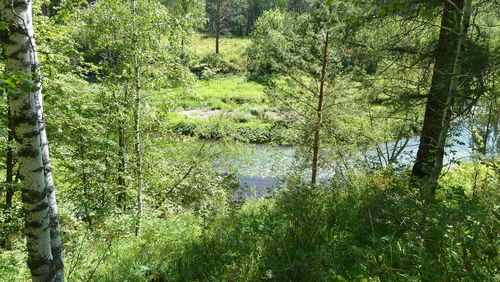 Scenic view of lake in forest