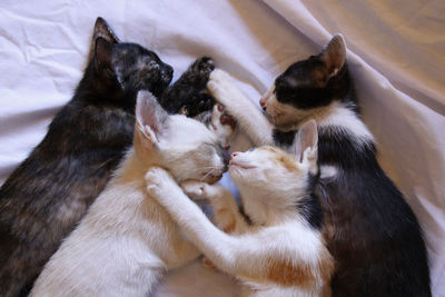 High angle view of cats sleeping