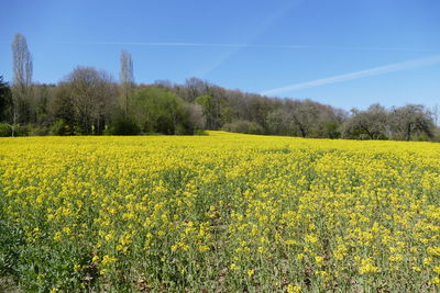 Scenic view of oilseed rape field against sky