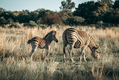 Zebra standing on field