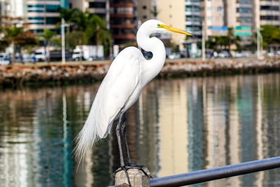White bird perching on wooden post