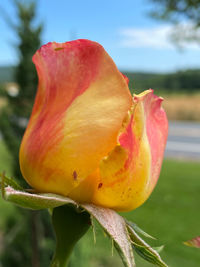 Close-up of orange rose against blurred background