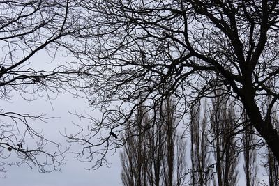 Low angle view of bare trees against clear sky