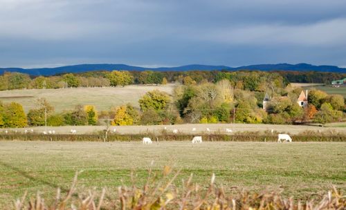 View of sheep on field