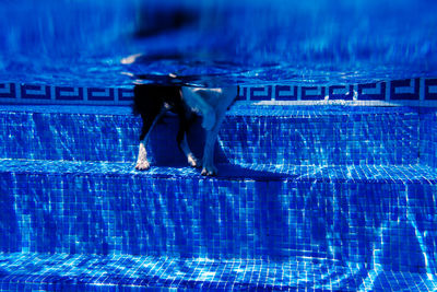 Border collie dog standing in swimming pool during day time, summer time and vacation. underwater