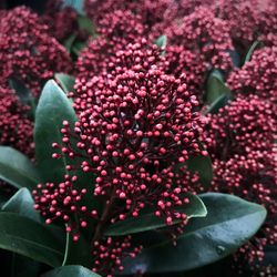 Close-up of flowers blooming outdoors