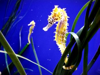 Close-up of jellyfish swimming in aquarium