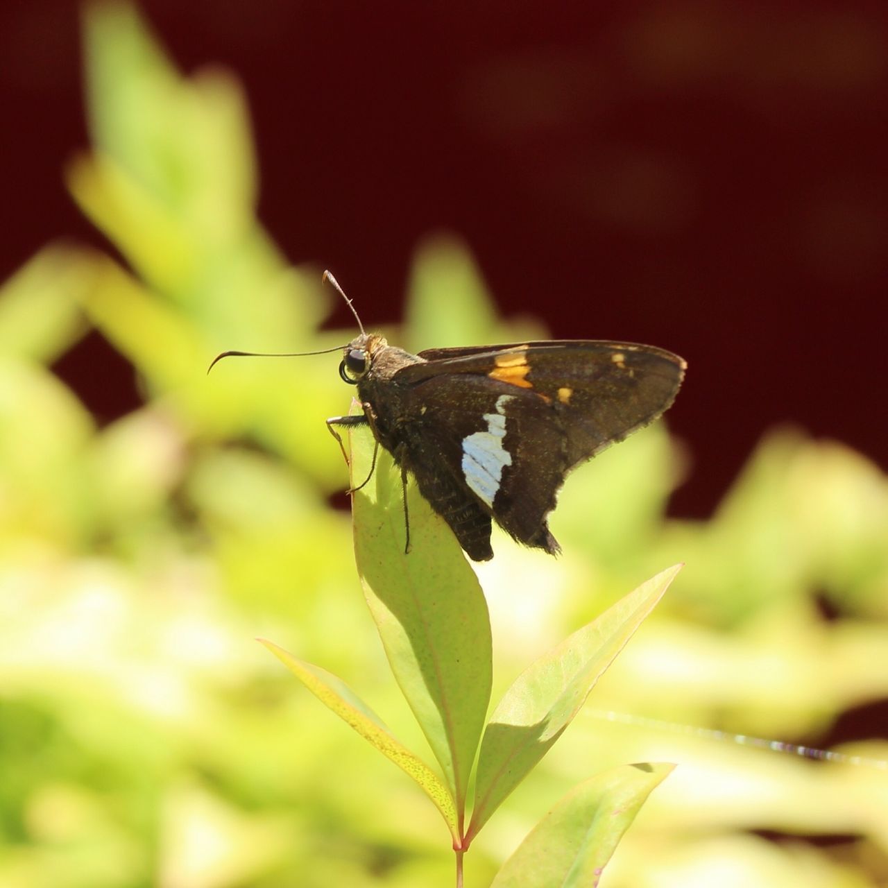 insect, one animal, animals in the wild, animal themes, leaf, wildlife, close-up, focus on foreground, dragonfly, butterfly, selective focus, butterfly - insect, nature, plant, animal antenna, outdoors, animal wing, day, green color, no people