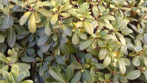 High angle view of flowering plants