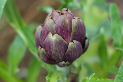 The purple of young inflorescence of roman artichoke or cynara scolymus,carciofi romaneschi, roma