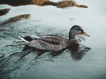 High angle view of duck swimming in lake