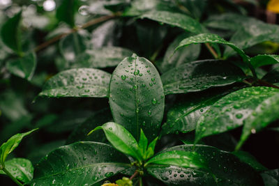 Close-up of wet plant leaves