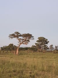 Tree on field against clear sky