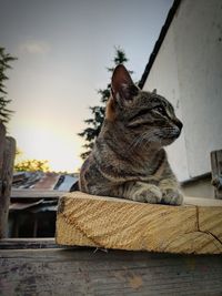 Close-up of a cat on table