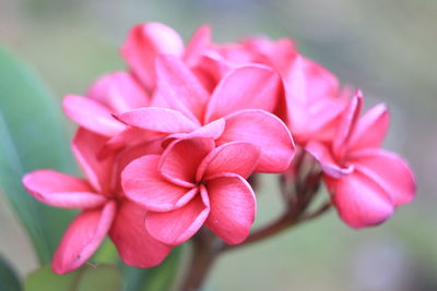 Close-up of pink frangipani flowers