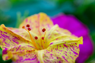 Close-up of pink flower blooming outdoors