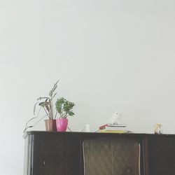 potted plant