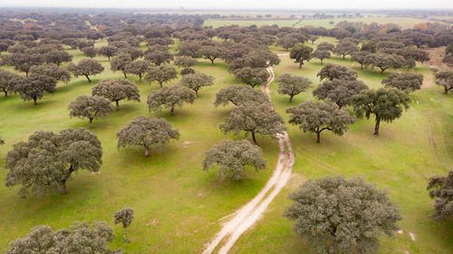 High angle view of a field