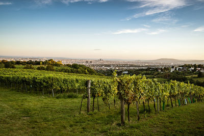 Scenic view of vineyard against sky