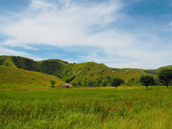 Scenic view of trees on field against sky
