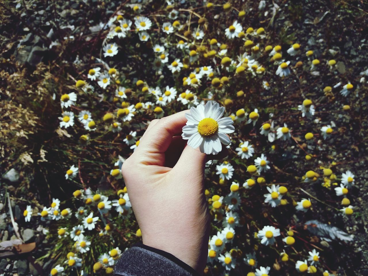 CLOSE-UP OF HAND HOLDING YELLOW FLOWERS BLOOMING OUTDOORS