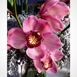 Close-up of pink flower