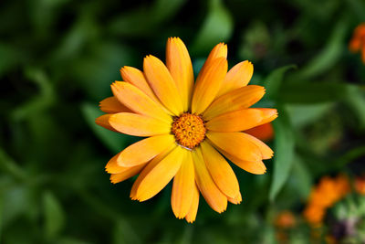 Close-up of orange flower