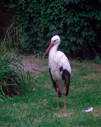 Bird perching on a field