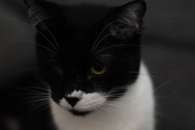 Close-up portrait of black cat