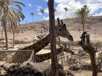View of an animal on the ground
