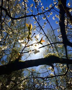 Low angle view of flowers blooming on tree
