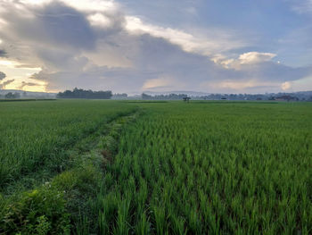 Scenic view of agricultural field against sky