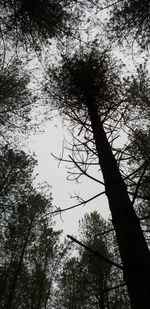 Low angle view of silhouette trees against sky