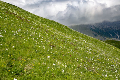 Scenic view of grassy field against sky