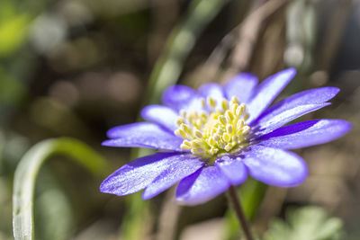 Close-up of purple flower blooming outdoors