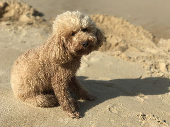 Dog lying on sand