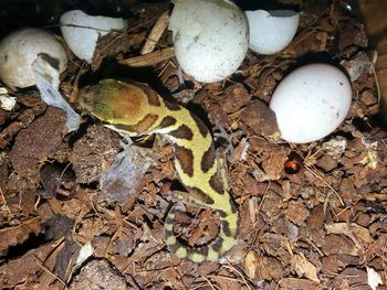 High angle view of snake on field