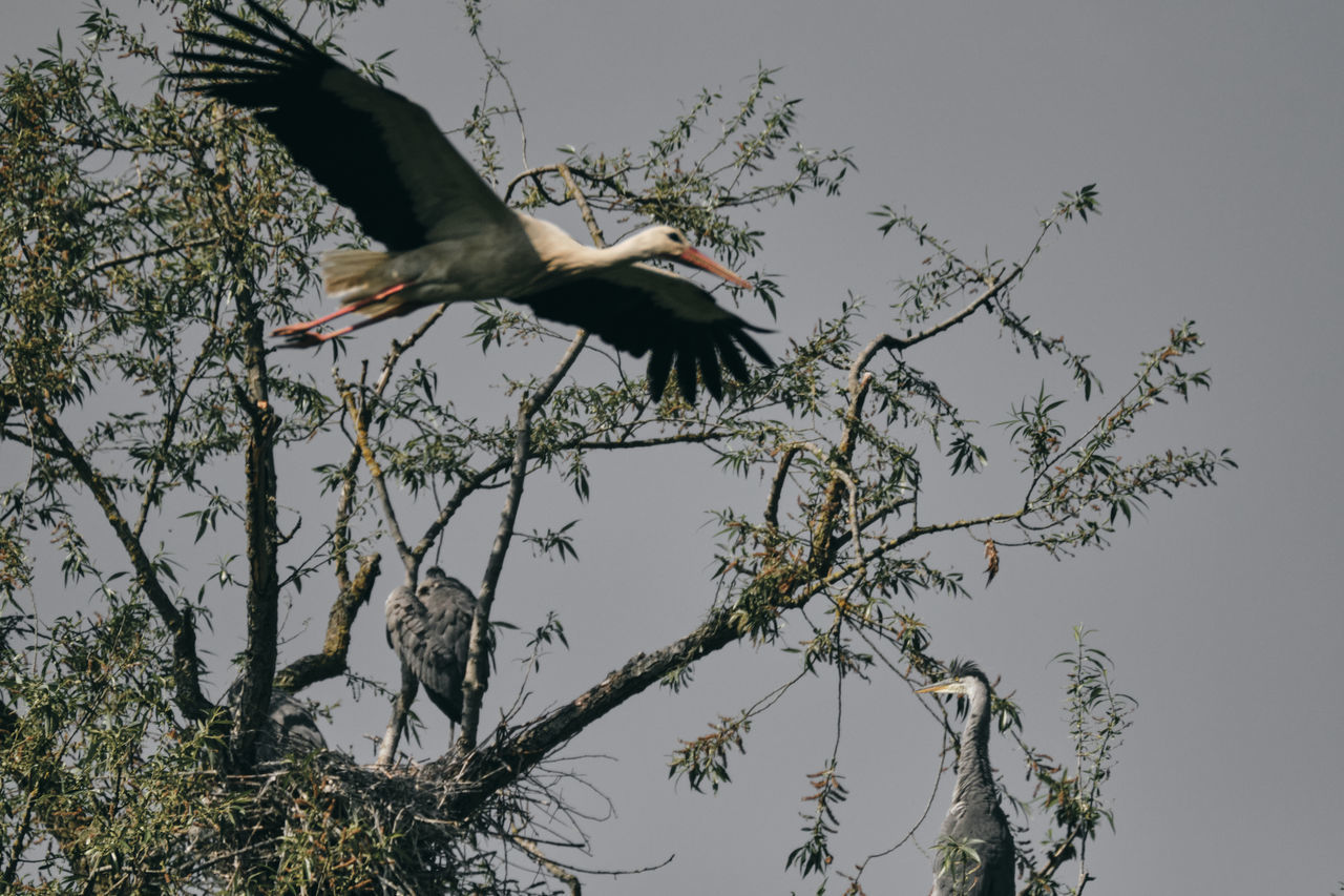 LOW ANGLE VIEW OF BIRD FLYING AGAINST SKY